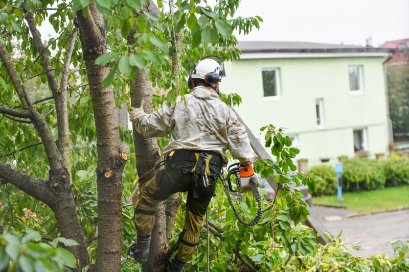 Increase Your Pear Tree Pruning Business with an AI Driven, Targeted Website