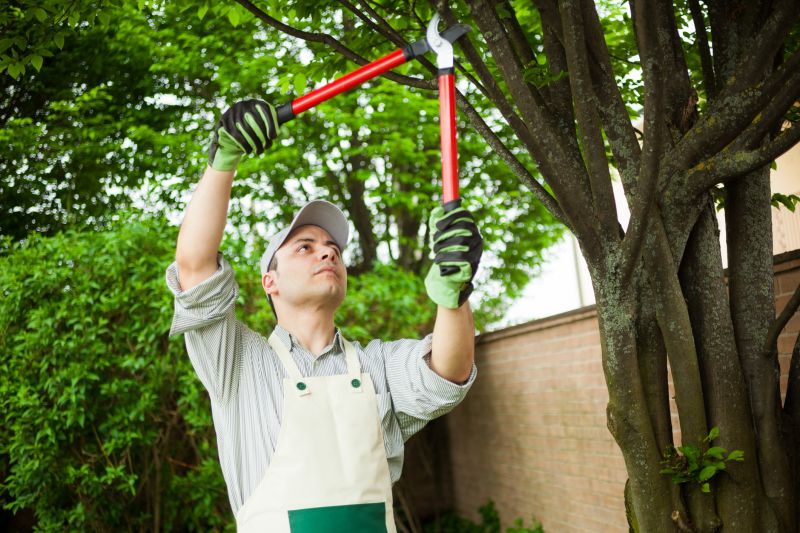 Contact About Pear Tree Pruning