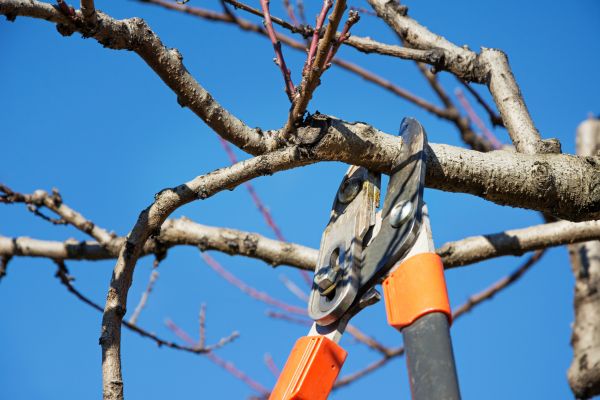 Grow your Pear Tree Pruning business