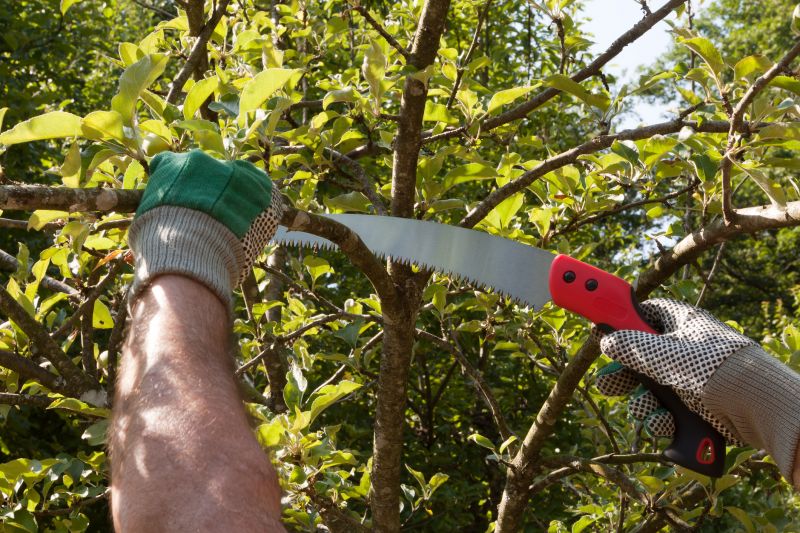Pear Tree Pruning