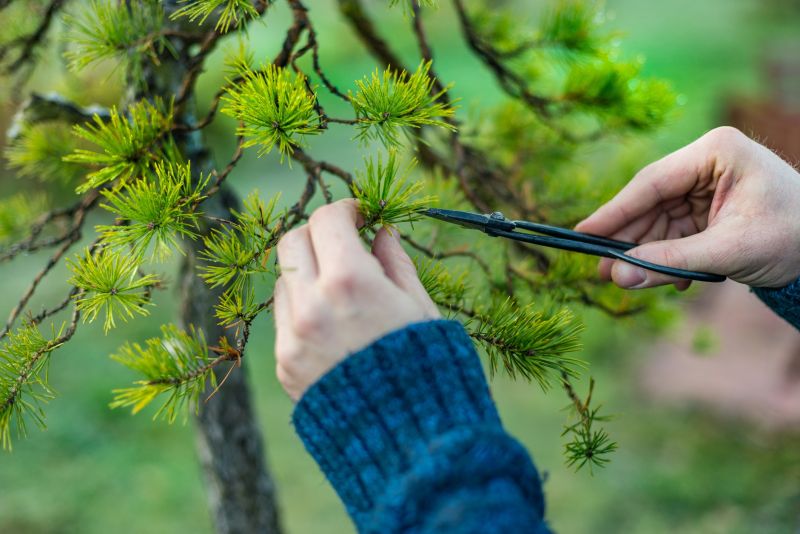 Pear Tree Pruning