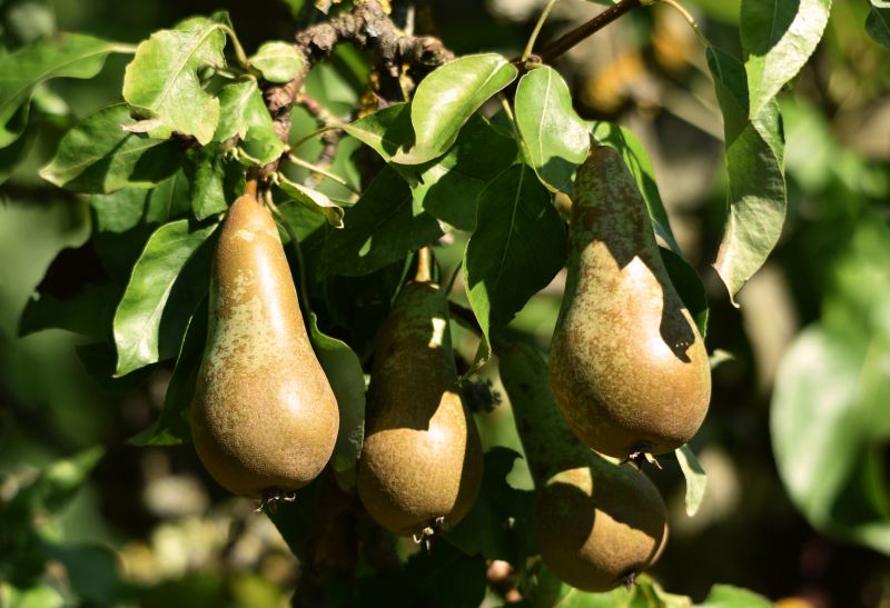 Promote Healthy Tree Growth