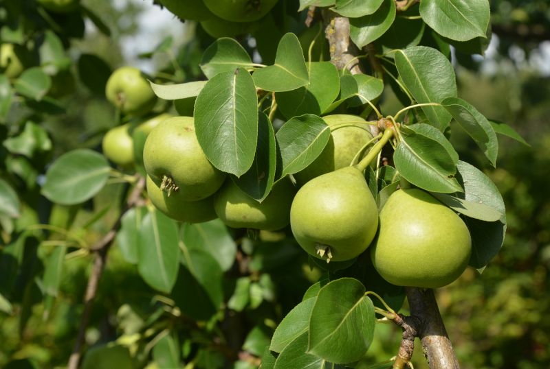 Enhance Tree Shape and Size