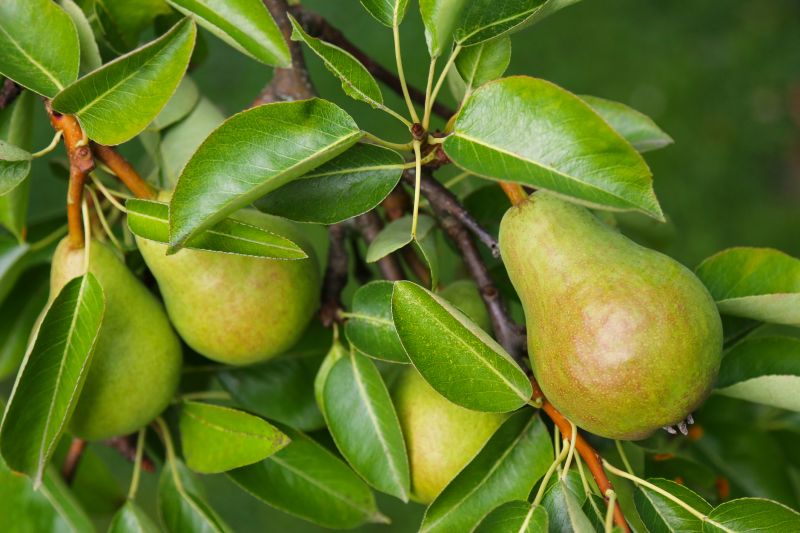 Increase Fruit Quality and Yield